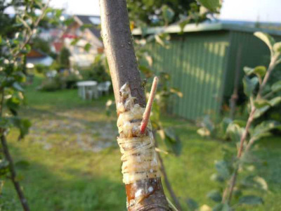 Endsommer_Ende_august_13_012.JPG