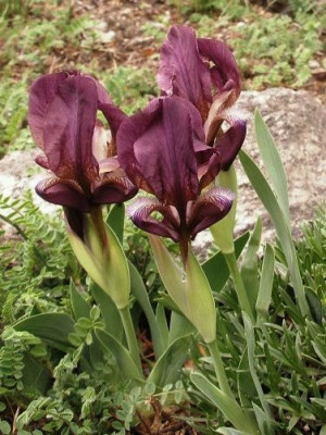 HBV_2005-04-25__iris_reichenbachii_2.jpg