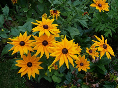 rudbeckia_2013-07-14_028.jpg