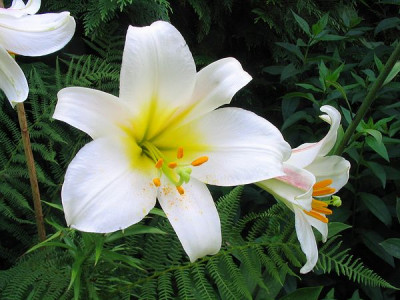 Lilium_regale_Hortu.jpg