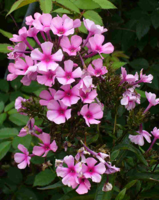 Phlox-unbekannt.13-3a.jpg