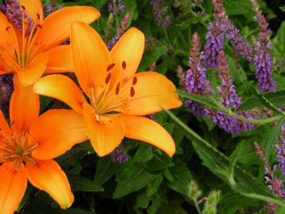 77Lilium_e_Salvia.jpg