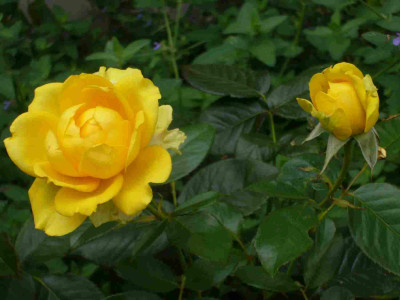Rose-SchlossNeuschwanstein.13-2a.jpg