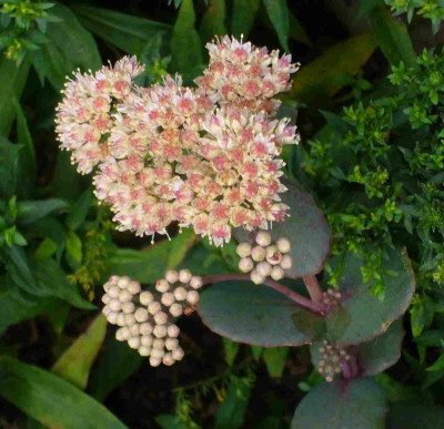 Sedum-Samling-13-1a.jpg