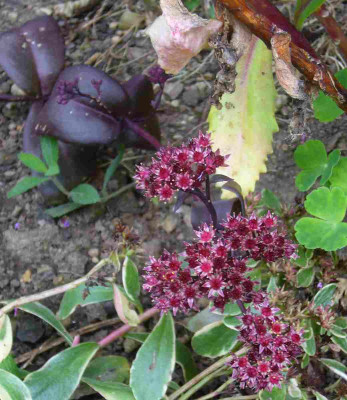Sedum-Samling-13-3a.jpg