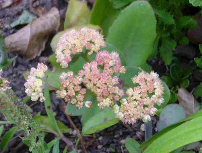 Sedum-Samling-13-4a.jpg