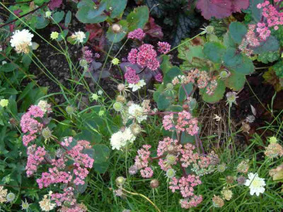 Sedum-Samling-13-5a.jpg