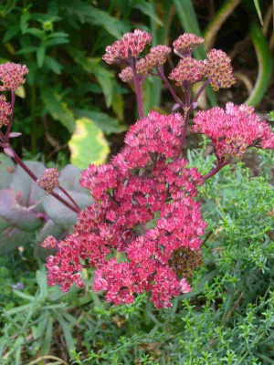 Sedum-Samling-13-6a.jpg