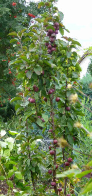 Malus-Maypole.13-3a.jpg