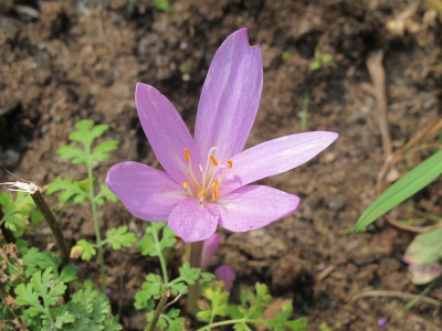Colchicum_31.8.13_ue.jpg
