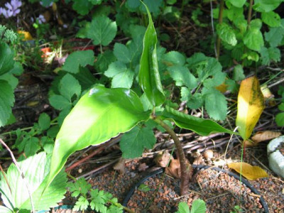 Arisaema_aff._grapsospadix-ax2.jpg