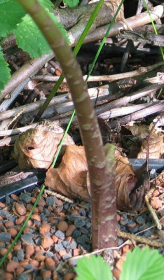 Arisaema_aff._grapsospadix-ax.jpg
