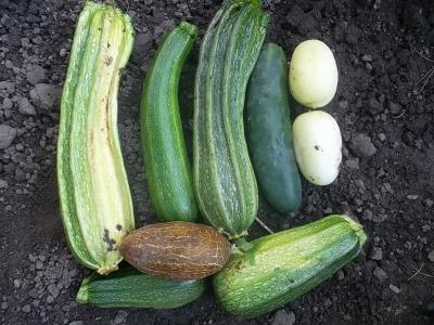 ErnteGurkenZucchini.jpg