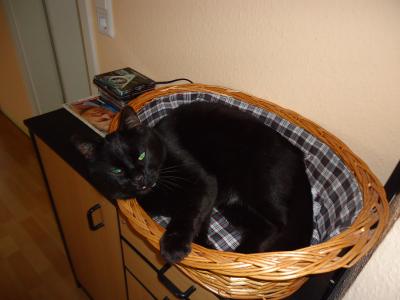 Sammy_I.jpg