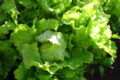salat131.jpg