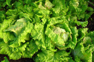salataugust.jpg