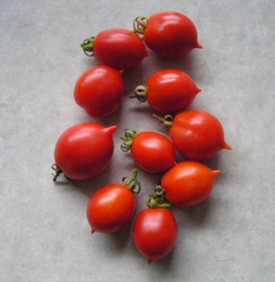Wintertomate130902_kl.jpg