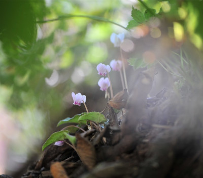Cyclamen_hederifolium_09.jpg
