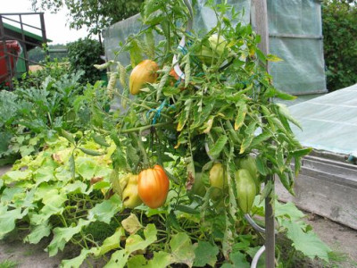 Fleischtomaten-axel1.jpg