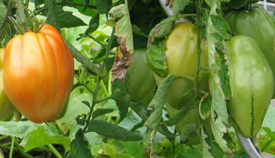 Fleischtomaten-axel2.jpg