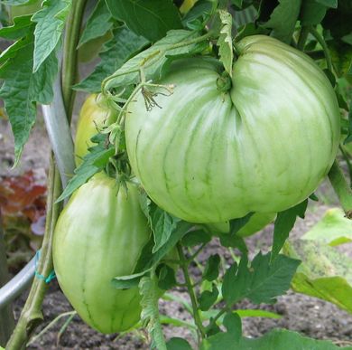 Fleischtomaten-axel3.jpg