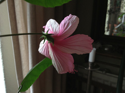 pur-hibi_20130901_zg1.jpg