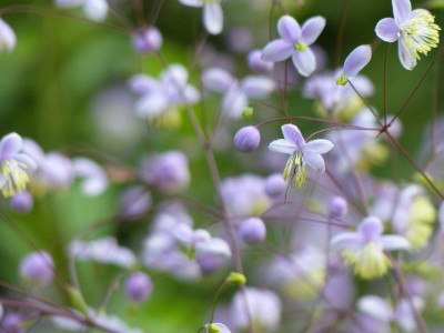 GMH_Gartenkolumne_2013_09_800x600.jpg