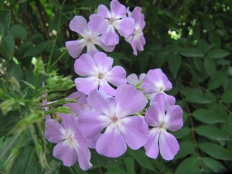 IMG_5985Phlox_unbekannt.JPG