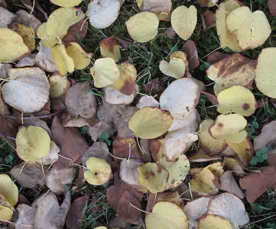 Cercidiphyllum_japonicum2013.jpg