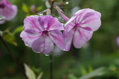 Phlox_im_September_1.jpg