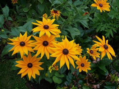 rudbeckia_welche_028.jpg