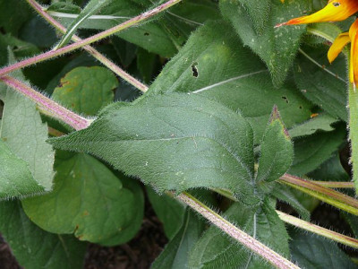 rudbeckia_welche_354.jpg