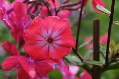 Phlox_im_September_2.jpg