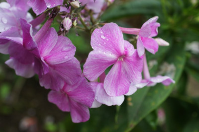 Phlox_im_September_4.jpg