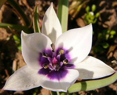 tulipa_h_c_o.jpg