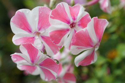 Phlox_im_September_3.jpg