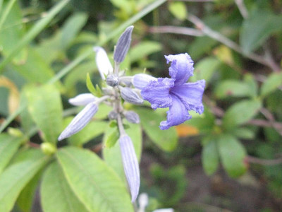 Clematis_Samling_800x600.jpg