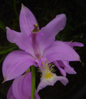 Calopogon_tuberosus.jpg