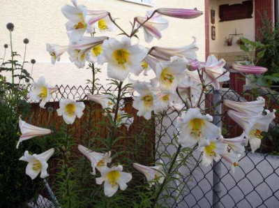 Lilium_regale_2005-07-04.JPG