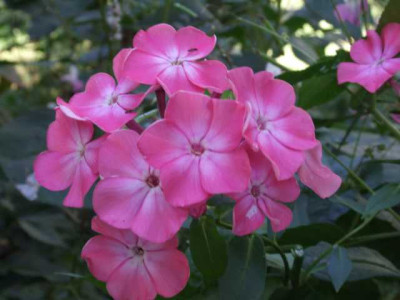 DSCF1280.JPG