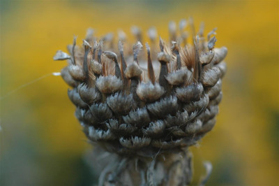 C9029_Medium.JPG