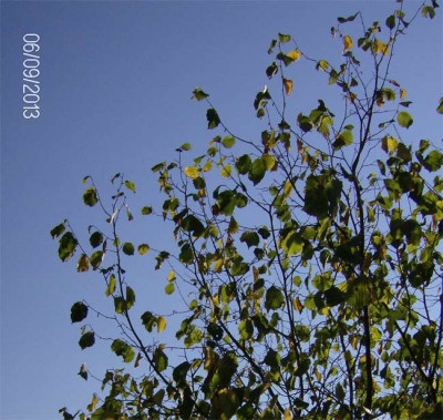 Hasel-070913.jpg