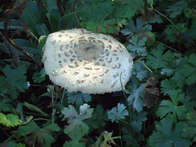 Unbekannter_Pilz.jpg