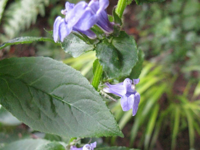 Samling_blau_Blute_800x600.jpg