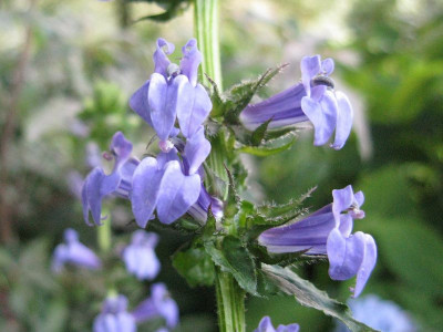 Samling_blau_Blute_2_800x600.jpg