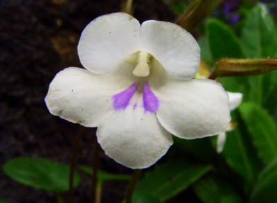 Chirita_tamiana.jpg
