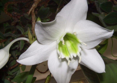 Eucharis_grandiflora.jpg