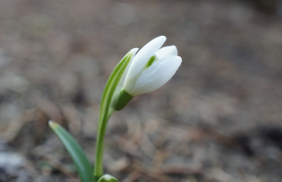 Schneegloeckchen_ohne_Phlox.jpg