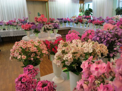 Phlox-Show_Moskwa_II.jpg