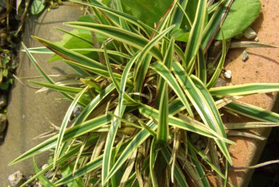 Carex_firma_Variegata.jpg